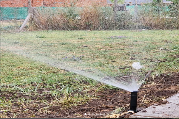 Komodo Riego - Imagen 2