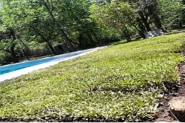 Komodo Riego - Imagen 3